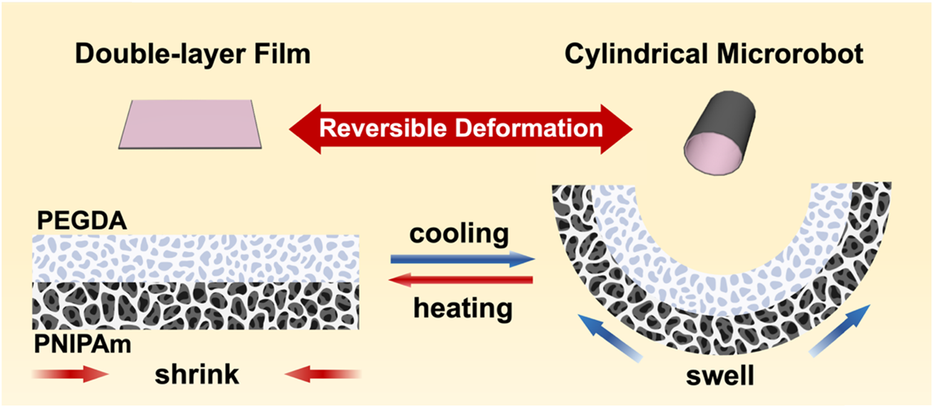 A shape-morphing bilayer hydrogel microrobot featuring prolonged retention for targeted cell delivery scheme